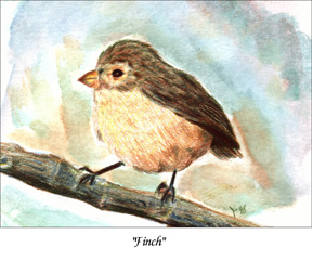 finch.jpg (40900 bytes)